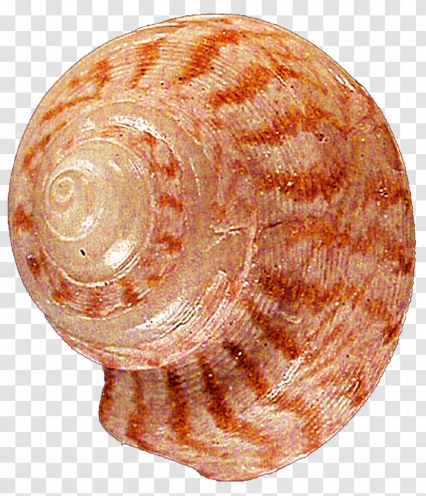 Seashell Snail Clam Conchology Veneroida - Macoma Transparent PNG
