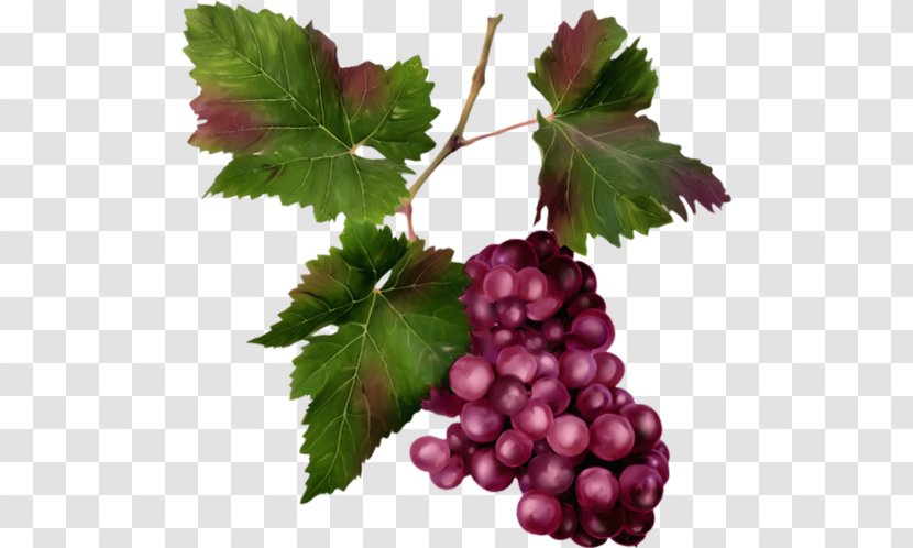 Sultana Zante Currant Grape Seedless Fruit Boysenberry - Food Transparent PNG