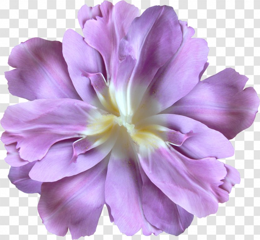 Flower Violet Wide XGA 720p - Highdefinition Television - Lavender Transparent PNG
