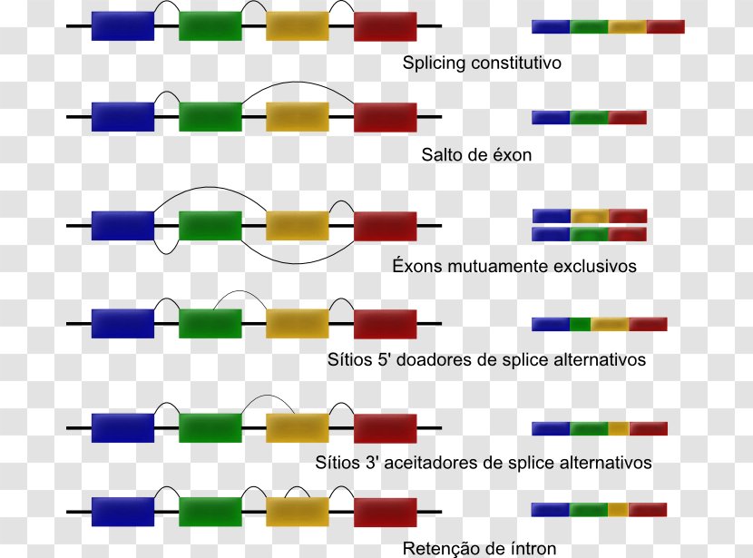 Alternative Splicing RNA Intron RNA-Seq - Gene Expression - Acer Campestre Transparent PNG