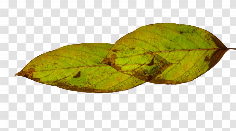 Leaf Green Transparent PNG