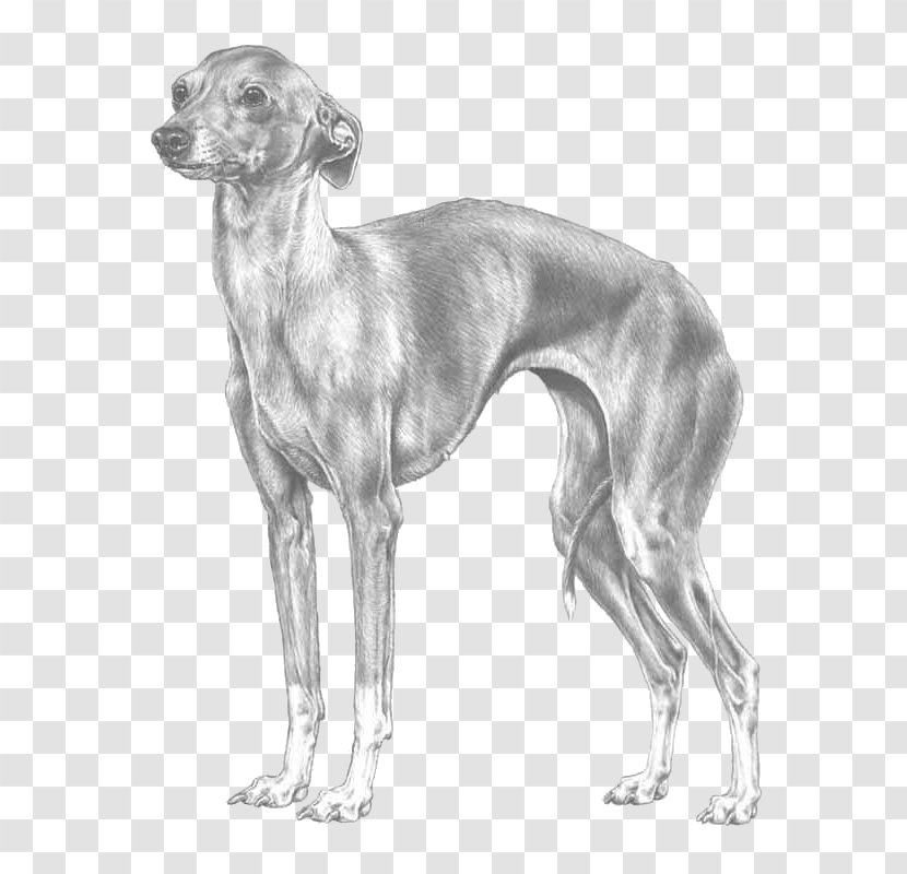 Spanish Greyhound Italian Mudhol Hound Azawakh - Drawing Transparent PNG