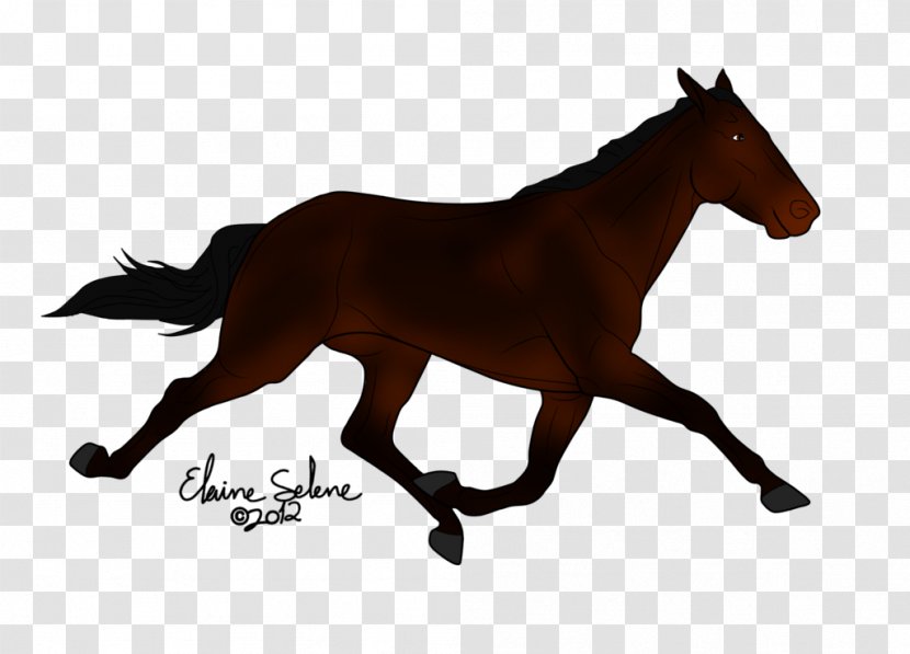 Mustang American Quarter Horse Stallion Foal Pony - Photography Transparent PNG