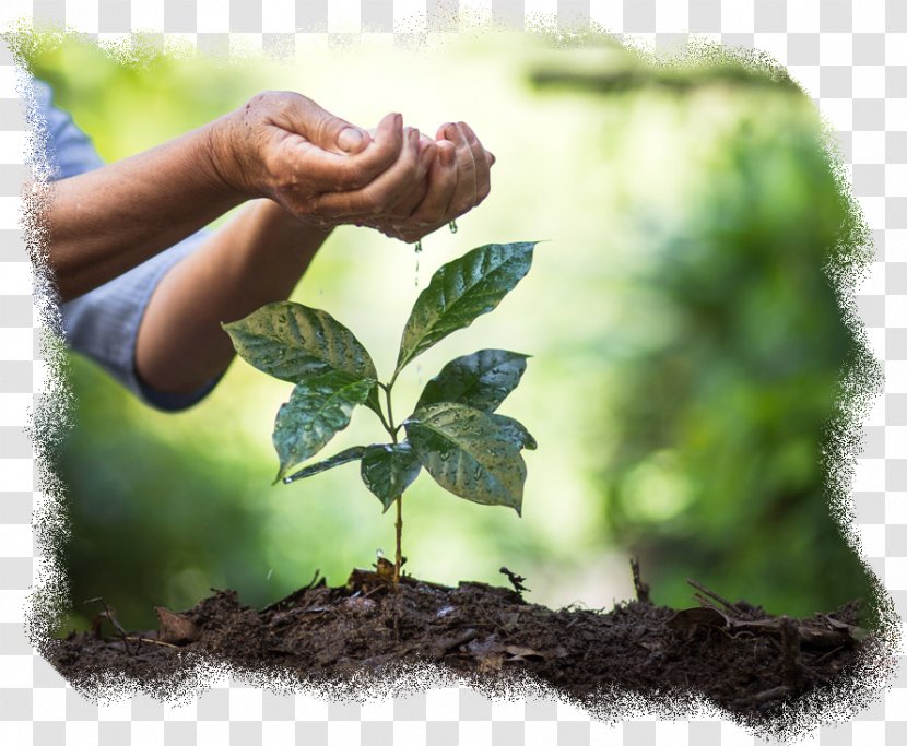 Branching Leaf - Plant Pathology - Hand Transparent PNG