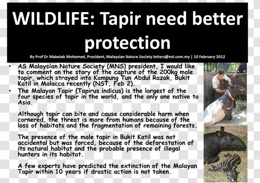 Malayan Tapir Advertising Animal Font Transparent PNG