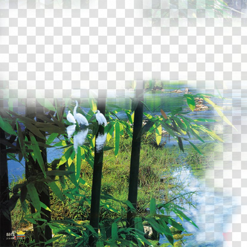 Download Wallpaper - Display Resolution - Fam Bamboo Mist Transparent PNG