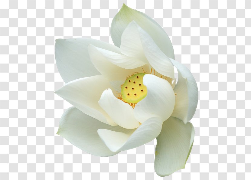 Clip Art - Presentation - White Lotus Clipart Transparent PNG