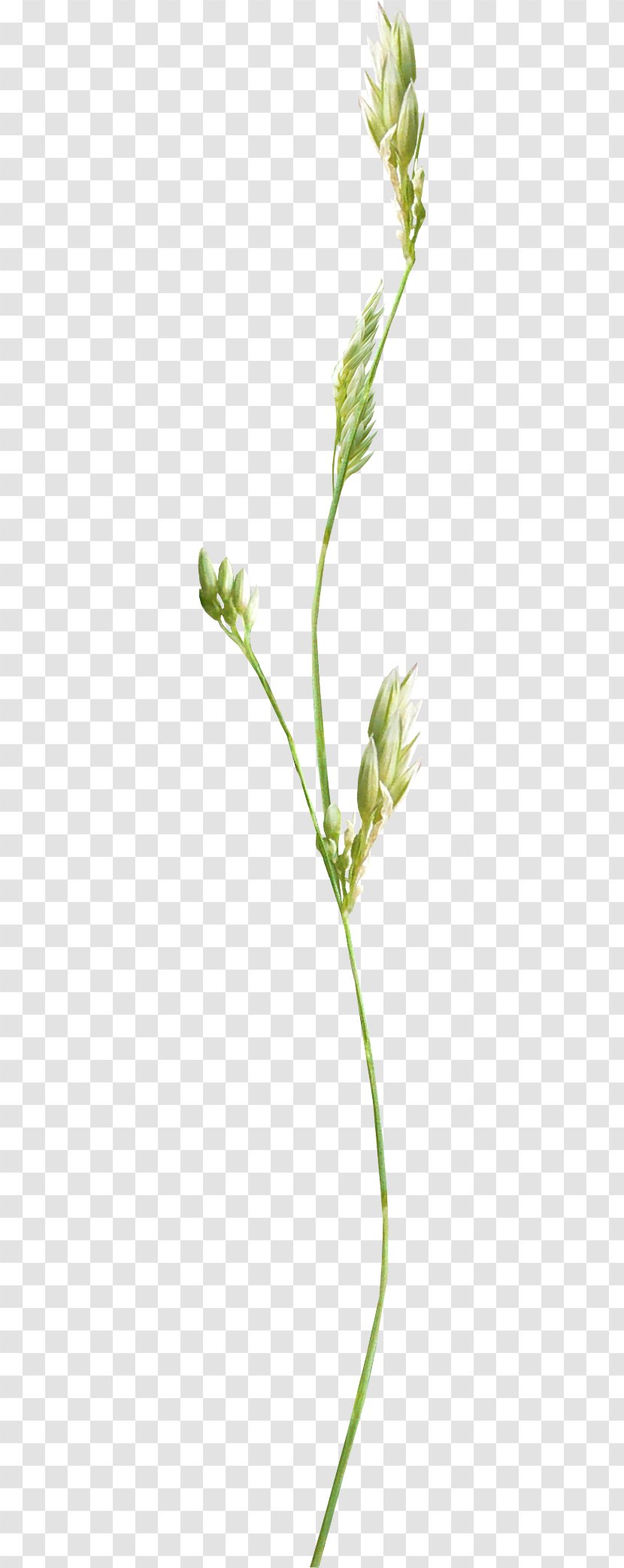 Photography Flower Picture Frames Clip Art - Green - Plant Transparent PNG