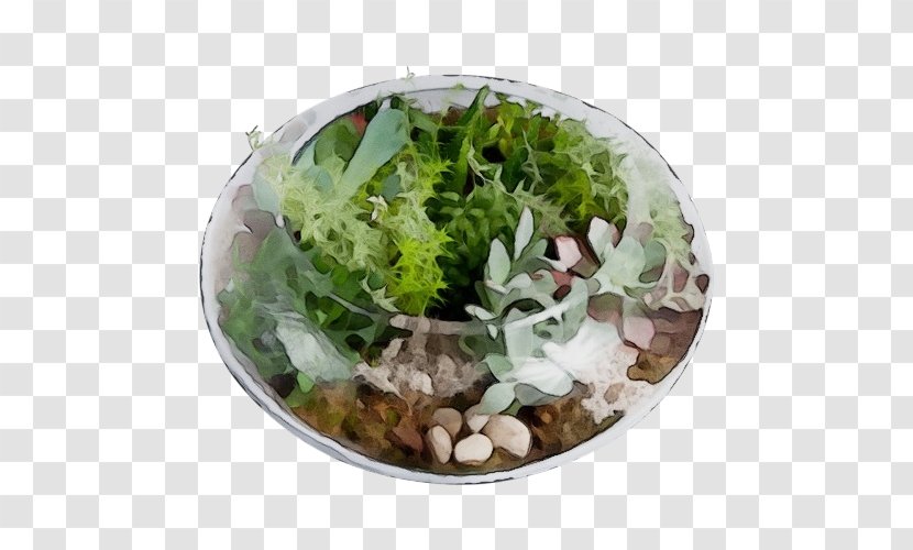 Leaf Plant Flower Plate Food - Vegetable - Lettuce Herb Transparent PNG