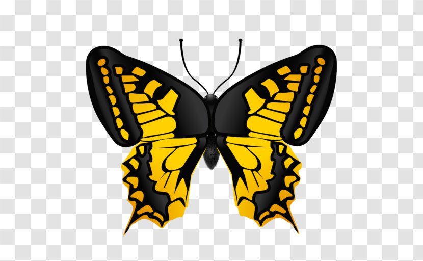 Desktop Wallpaper - Moths And Butterflies - Symmetry Transparent PNG