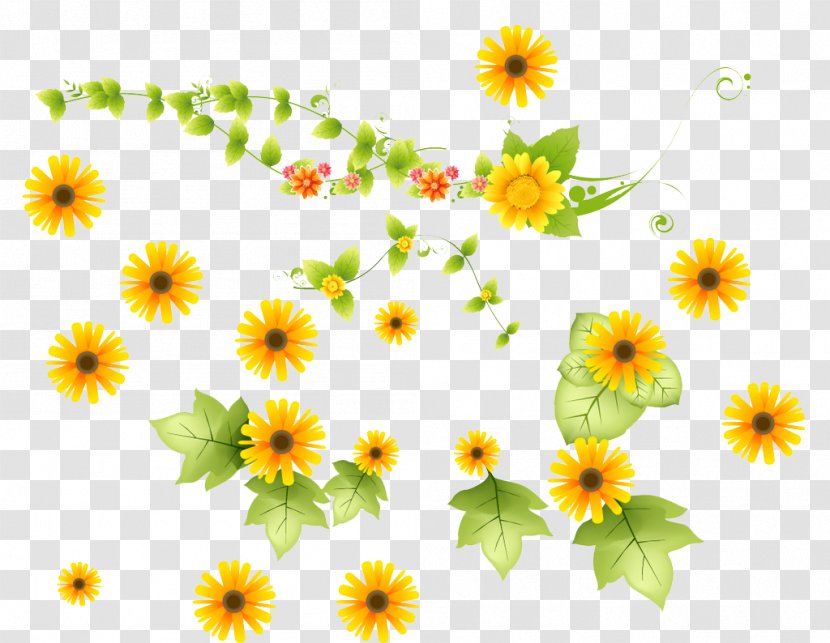 Common Sunflower - Petal - Flower Vine Transparent PNG