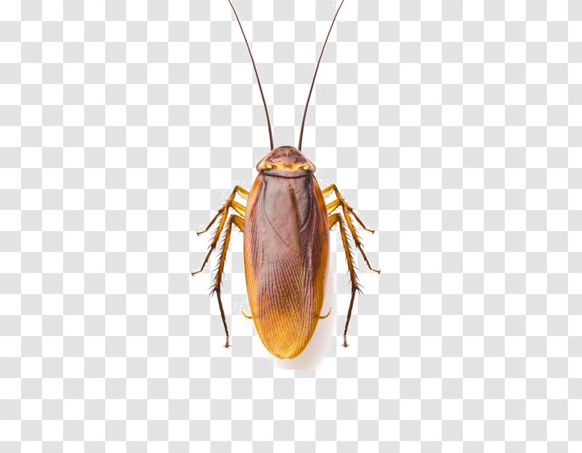 Cockroach Stock Photography Image Shutterstock - Invertebrate Transparent PNG