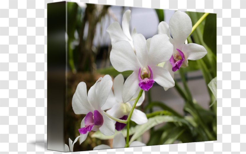 Flowering Plant Cattleya Orchids Dendrobium - Viola - White Orchid Transparent PNG