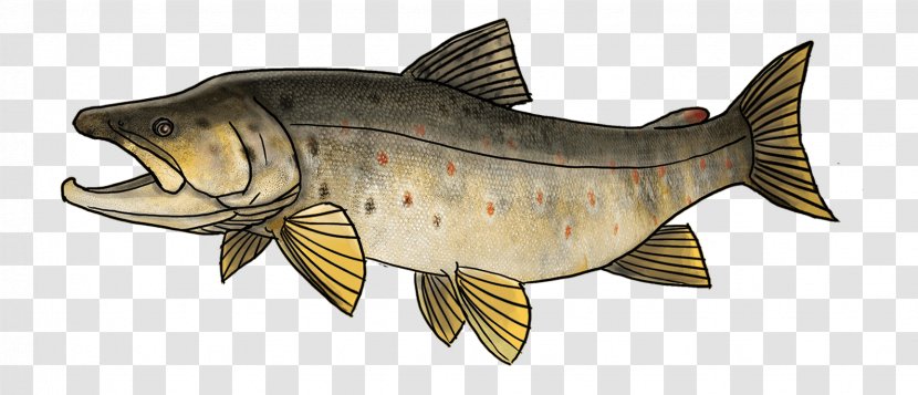 Cod Carp Sea Trout Fish Transparent PNG