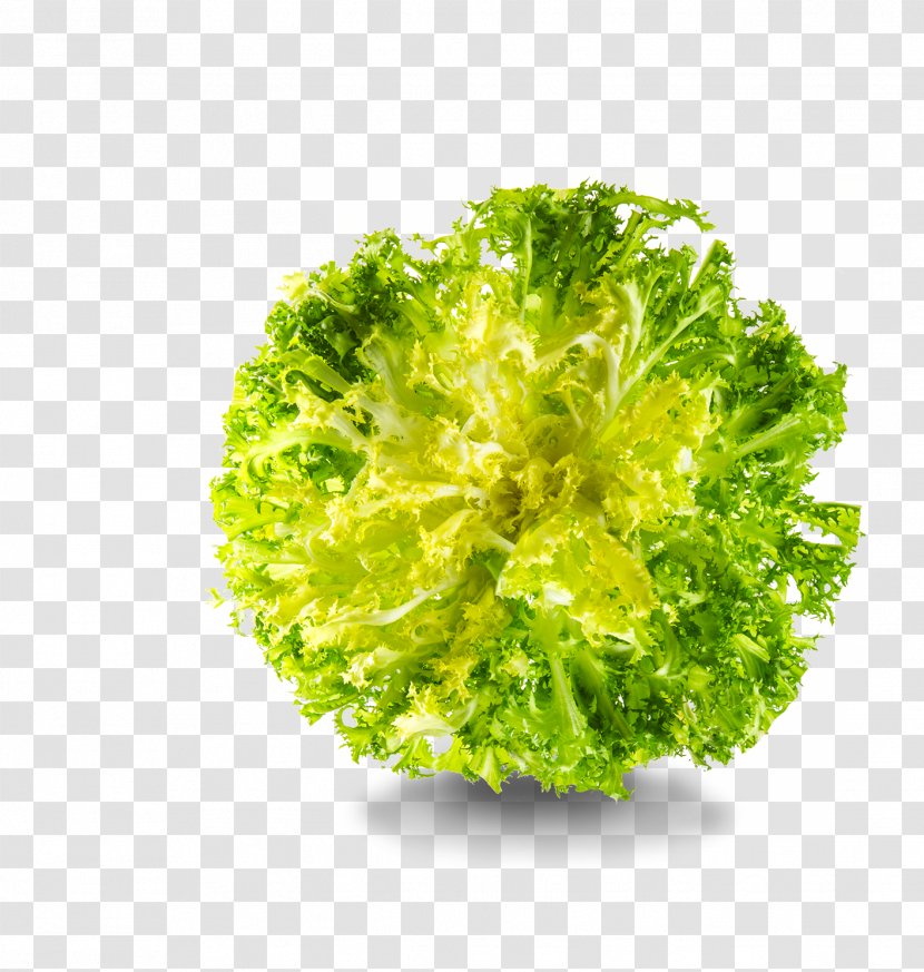 Romaine Lettuce Red Leaf Endive Herb - Verdure Ribbon Transparent PNG