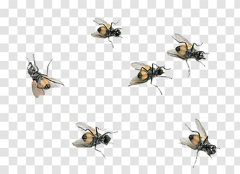 Honey Bee Fly Insect PicsArt Photo Studio - Fruit Flies Transparent PNG