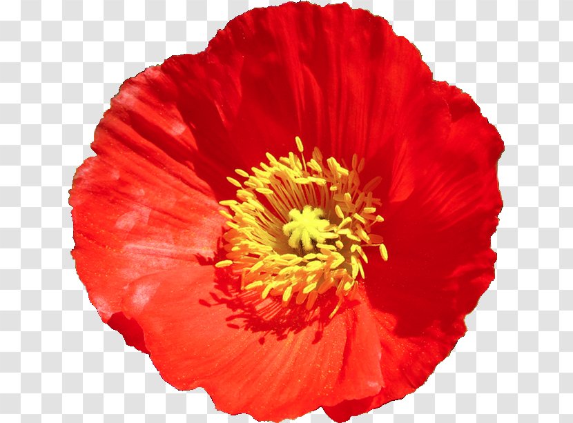 Common Poppy Cut Flowers Flower Bouquet Transparent PNG