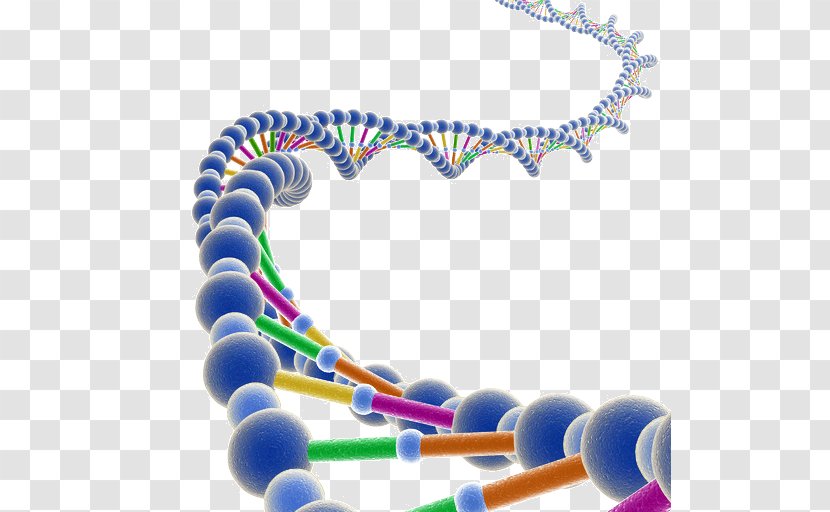 Genetic Testing DNA Molecule RNA Genome - Molecular Genetics - Genealogical Dna Test Transparent PNG