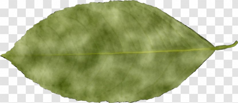 Leaf Plant Pathology Plants Transparent PNG