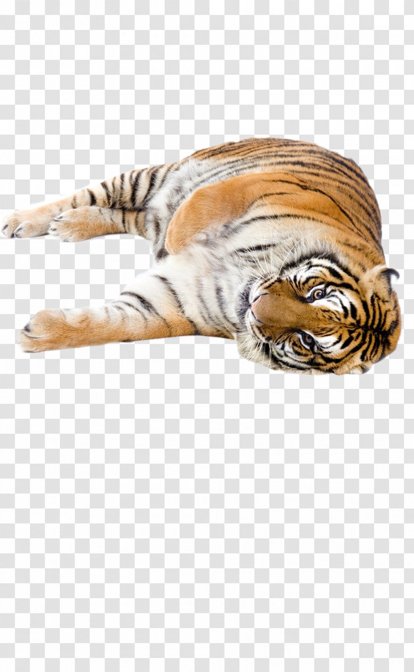 Tiger Stock Photography Cat Transparent PNG