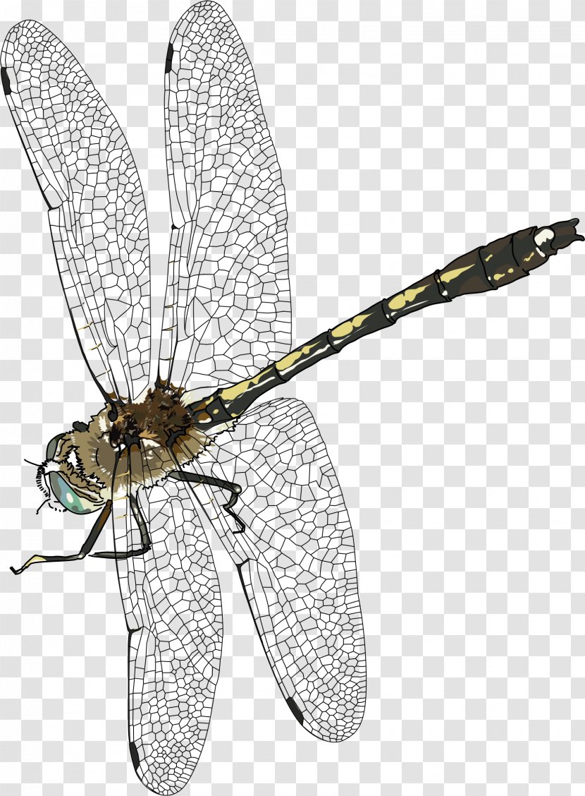 Insect Dragonfly Clip Art - Animal Magic Poems Transparent PNG