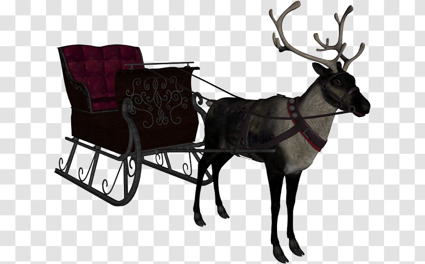 Reindeer - Deer - Horn Transparent PNG