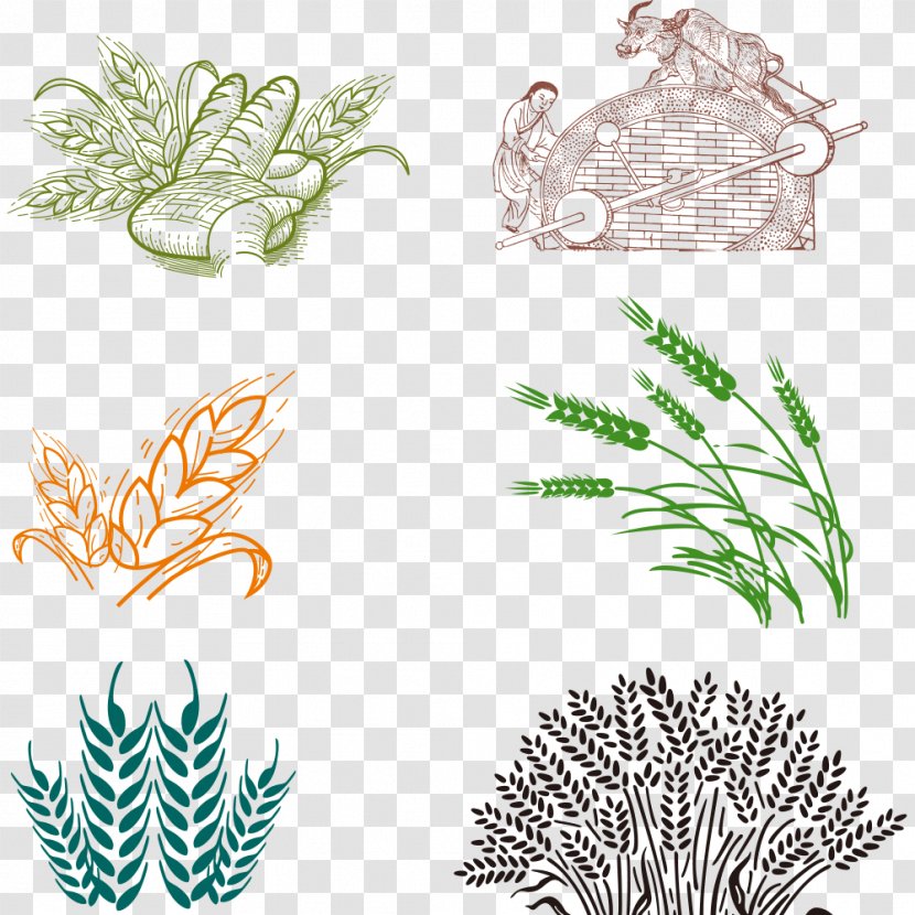 Bakery Common Wheat - Flowering Plant Transparent PNG