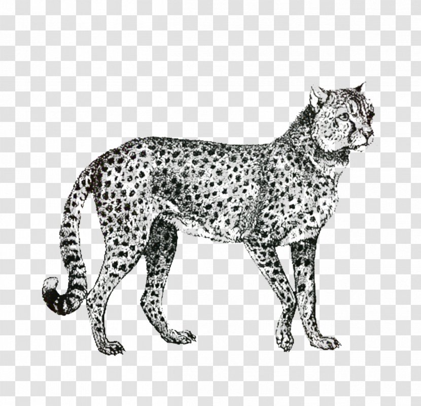 Cat Drawing - Line Art - Snow Leopard Small To Mediumsized Cats Transparent PNG