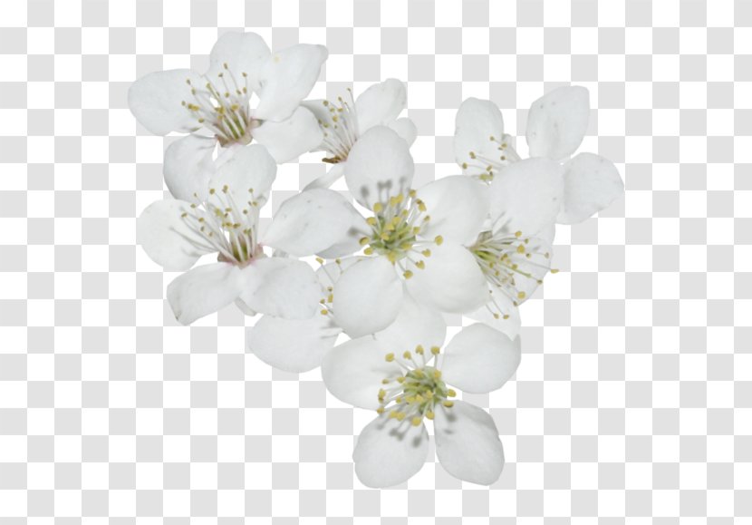 Cherry Blossom Cerasus - Peach Transparent PNG