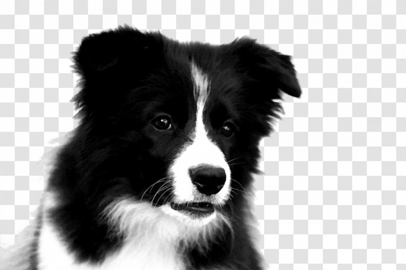 Border Collie Rough Puppy - Companion Dog - Photos Transparent PNG