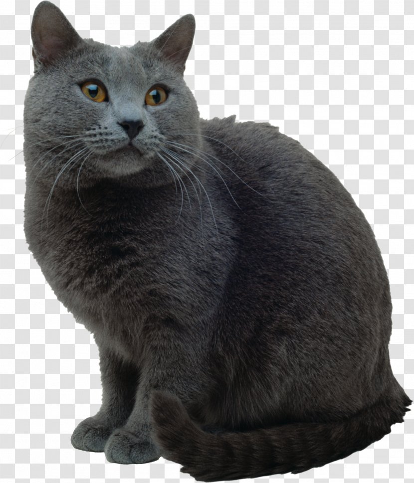 Korat British Shorthair Russian Blue Chartreux Nebelung - Whiskers - Cat Transparent PNG