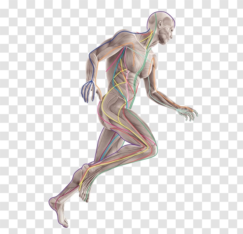 Anatomy Trains: Myofascial Meridians For Manual And Movement Therapists Therapy Human Body Medicine - Tree - Flower Transparent PNG