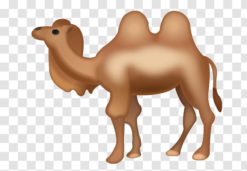Dromedary Bactrian Camel Emoji IPhone - Mammal Transparent PNG