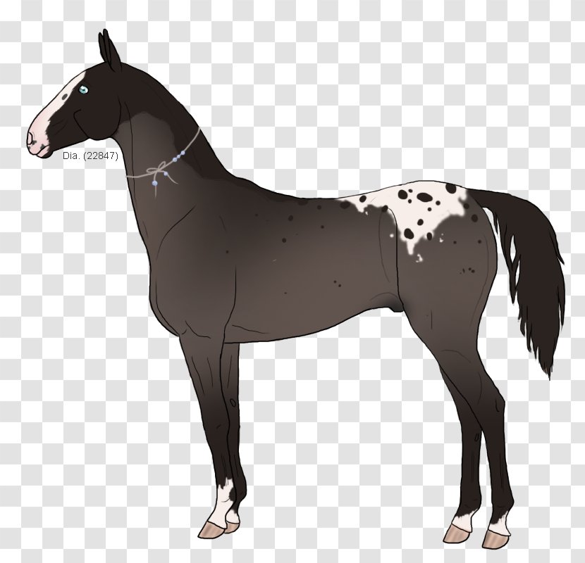 Mustang Stallion Akhal-Teke Mare Pony Transparent PNG
