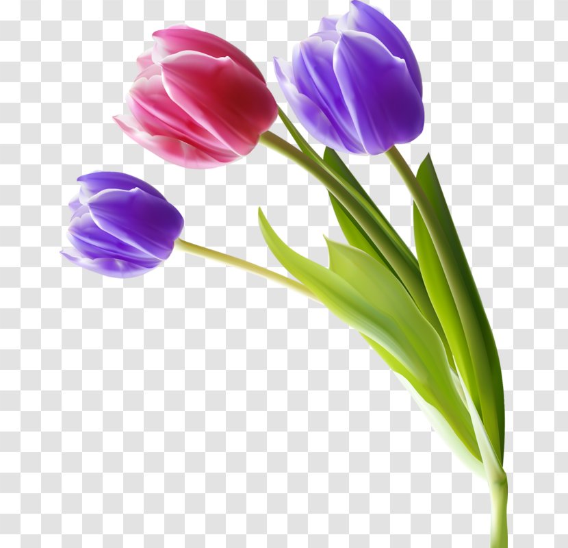 Flower Tulip Transparent PNG