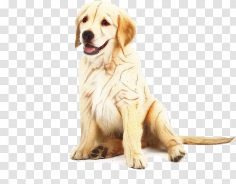 Golden Retriever Background - Animal - Fawn Rare Breed Dog Transparent PNG