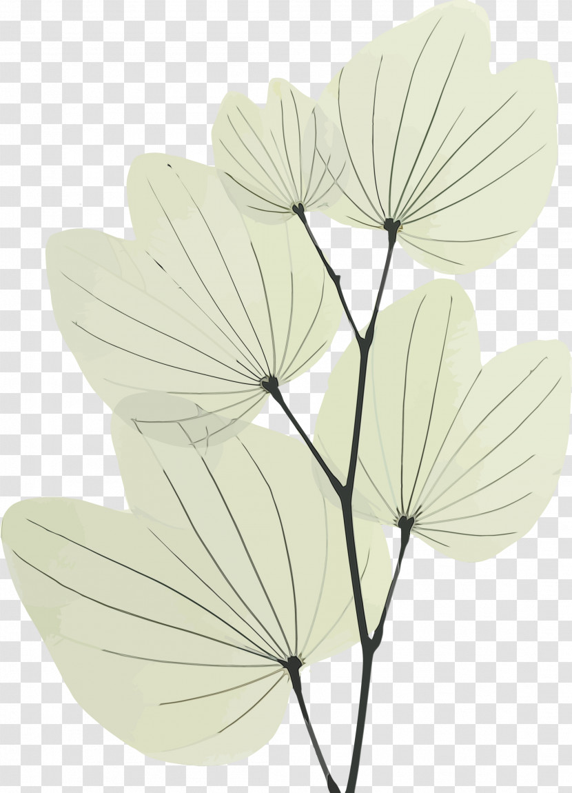 Leaf Petal Flower Plant Anthurium Transparent PNG