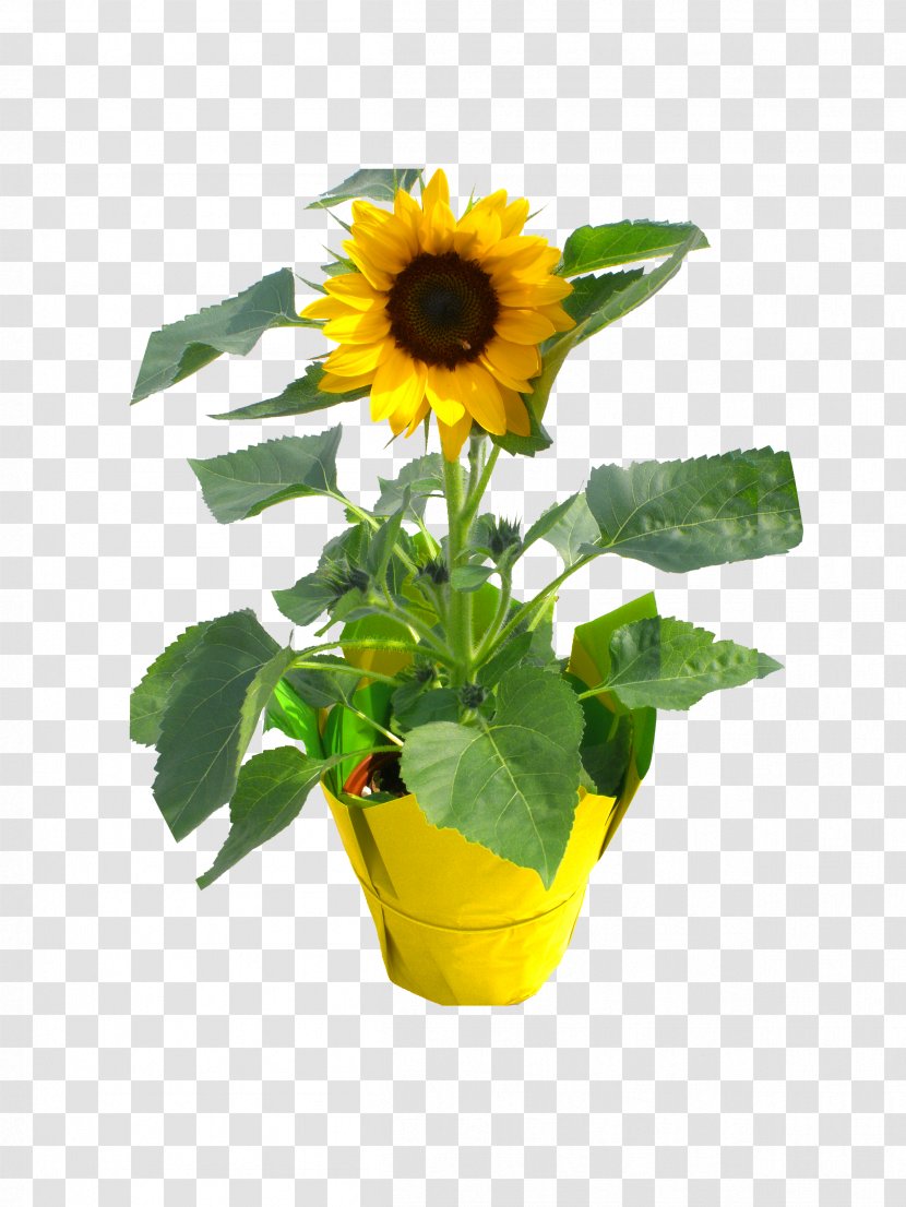 Consolidated Nurseries LLC Flowerpot Sunflower Seed Nursery M - Plant - No Background Transparent PNG
