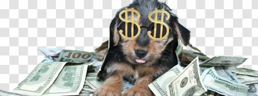 Dog Breed Money Miniature Pinscher Investment Chihuahua - Like Mammal - Glasses Transparent PNG