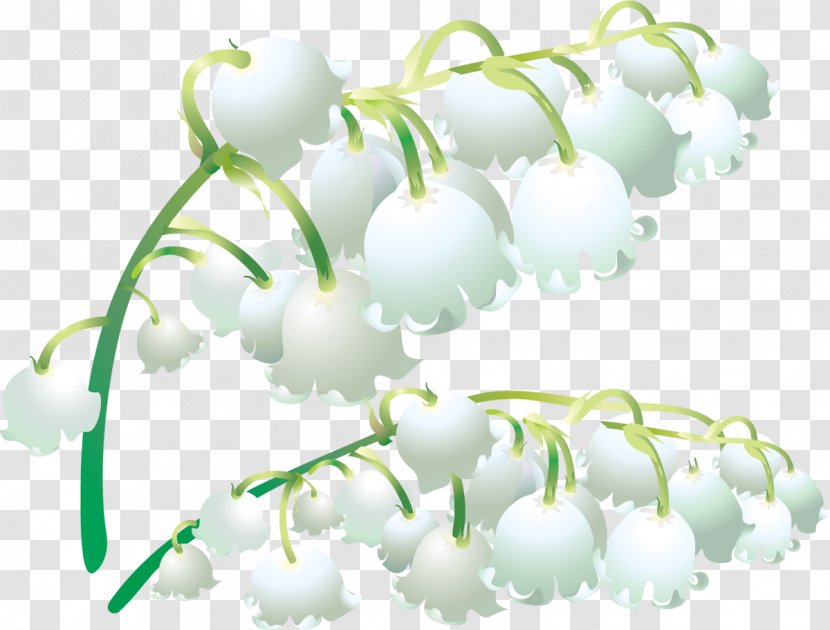 Plant Stem Petal Flower Lily Of The Valley Transparent PNG