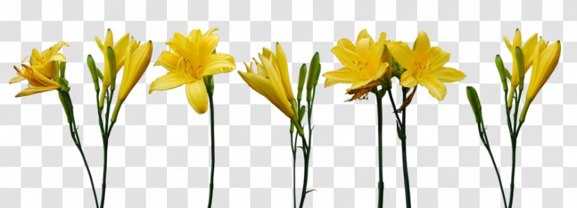 Border Flowers Yellow Desktop Wallpaper - Grass - Flower Transparent PNG