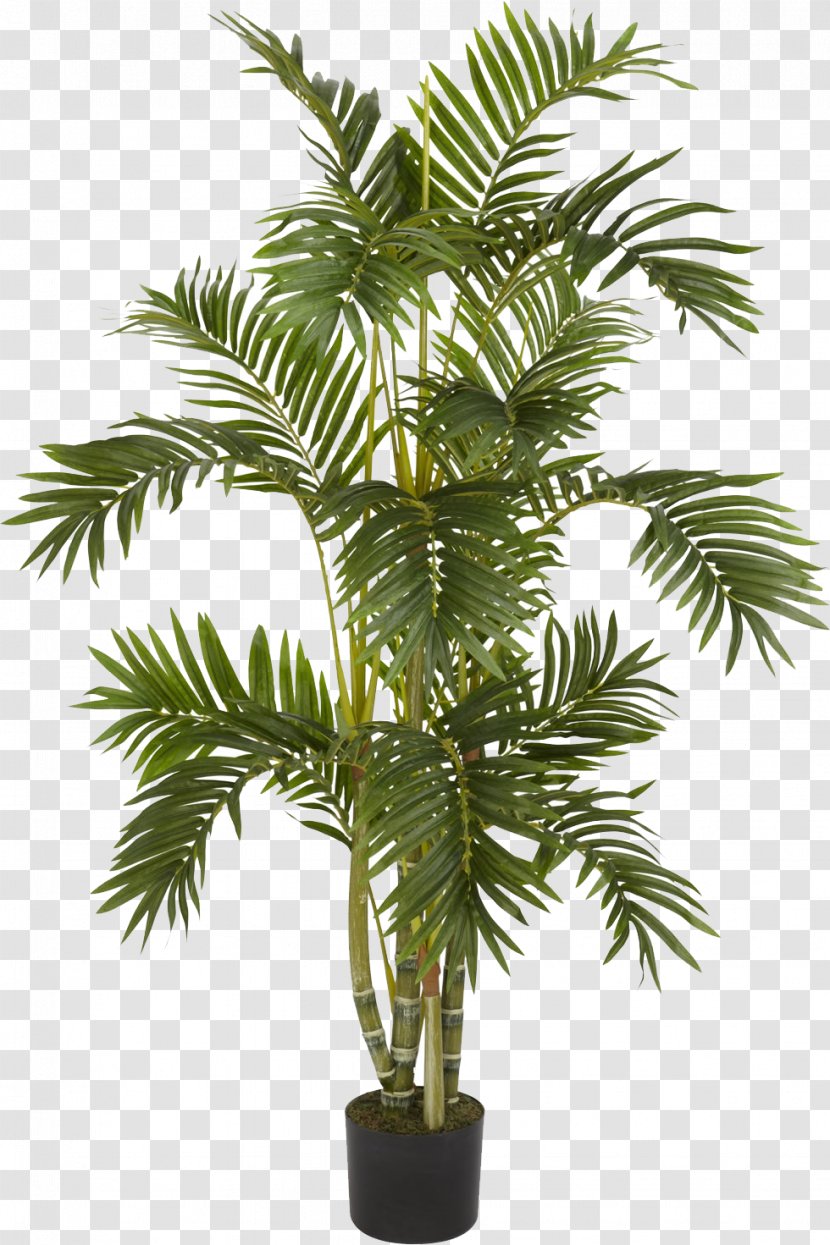 Albizia Julibrissin Weeping Fig Arecaceae Areca Palm Tree - Silk Plants Transparent PNG