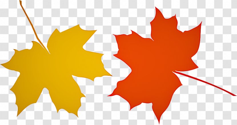 Maple Leaf - Plant Transparent PNG