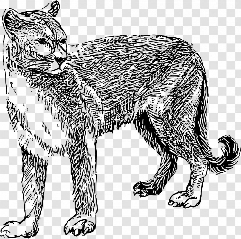 Cougar Clip Art Openclipart Vector Graphics Lion - Cat - Black Panther Drawing Line Transparent PNG