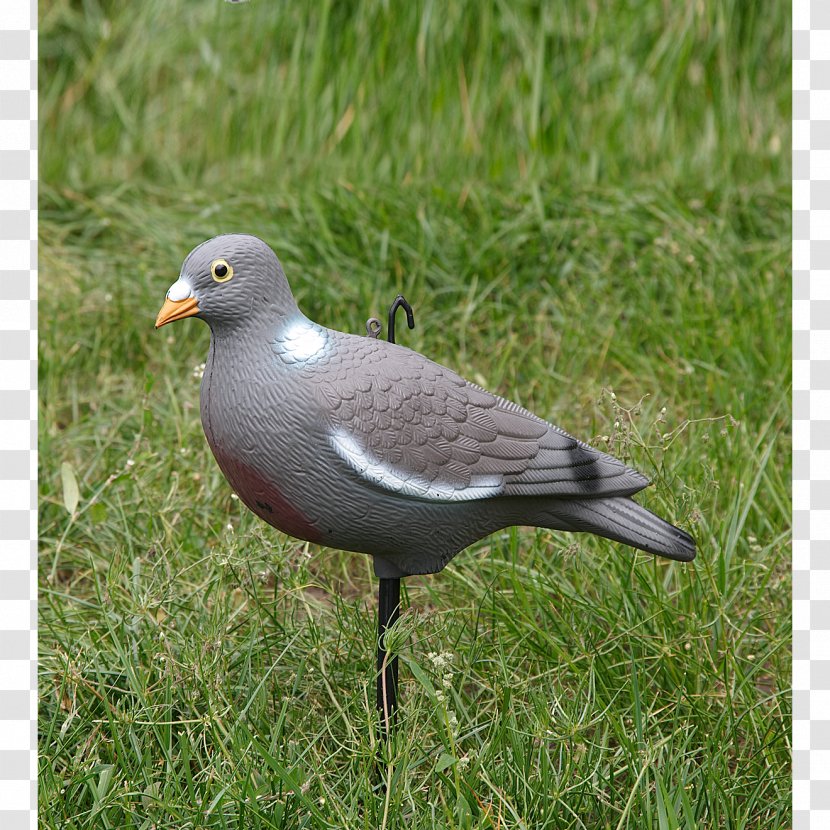 Columbidae Common Wood Pigeon Hunting Bird Stock Dove - Gull Transparent PNG