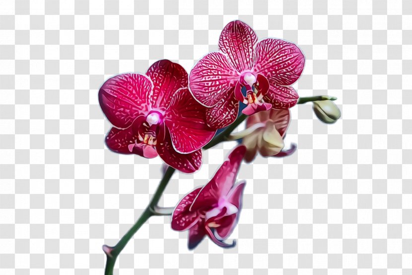 Flower Flowering Plant Moth Orchid Petal - Violet Transparent PNG