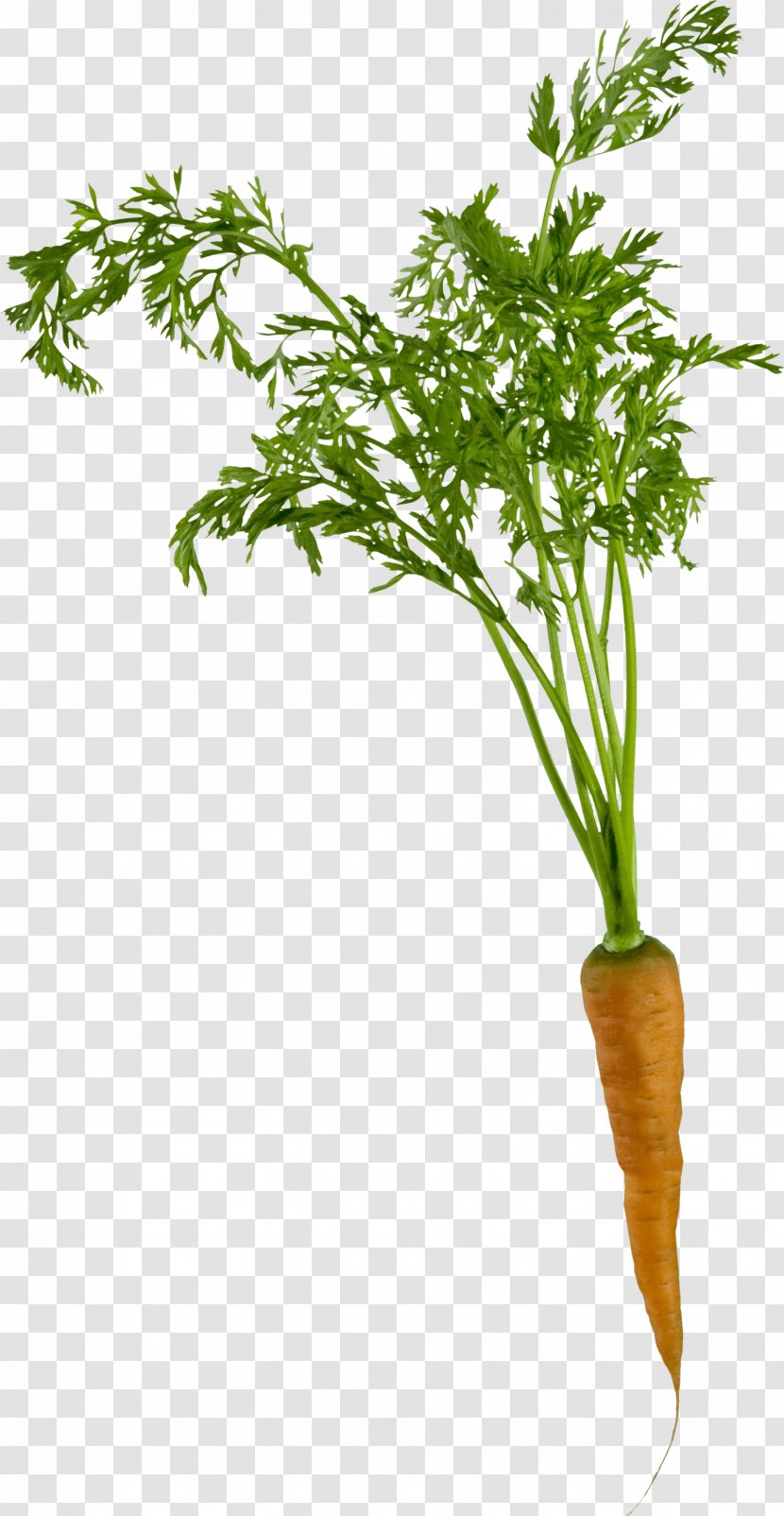 Carrot Clip Art - Root Vegetables - Carrots Transparent PNG