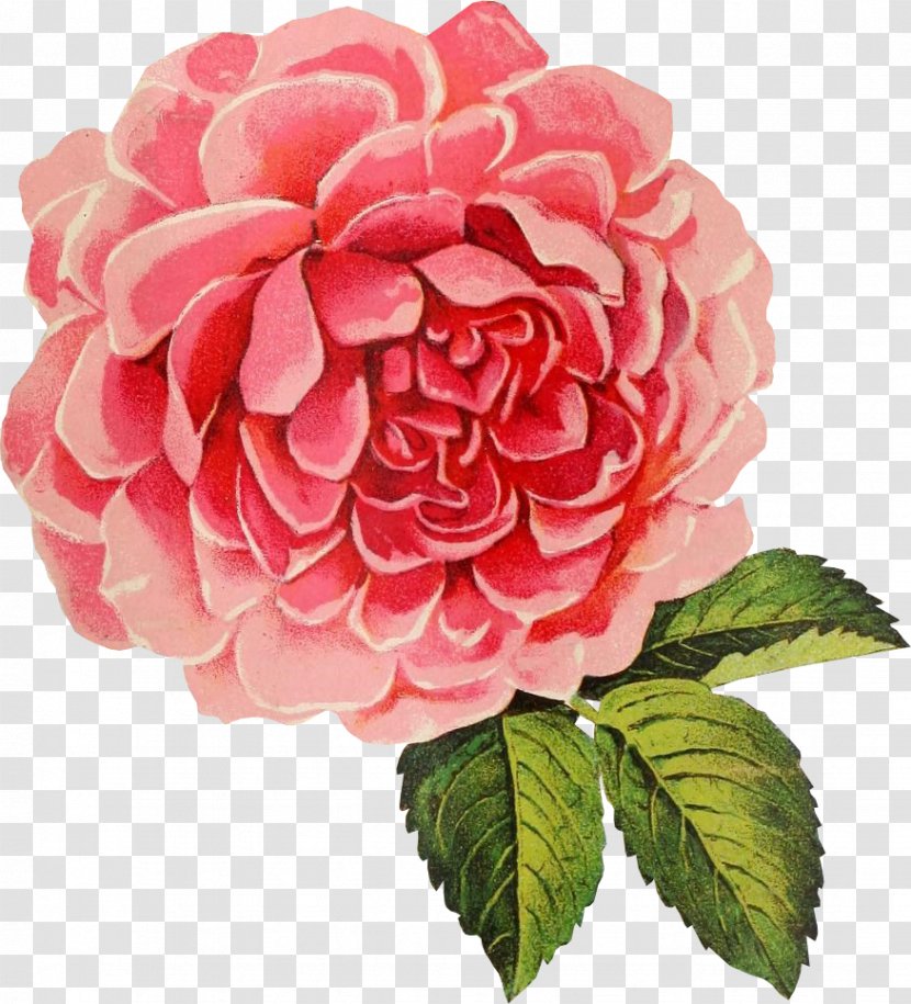 Flower Drawing Clip Art - Garden Roses - Cabbage Transparent PNG