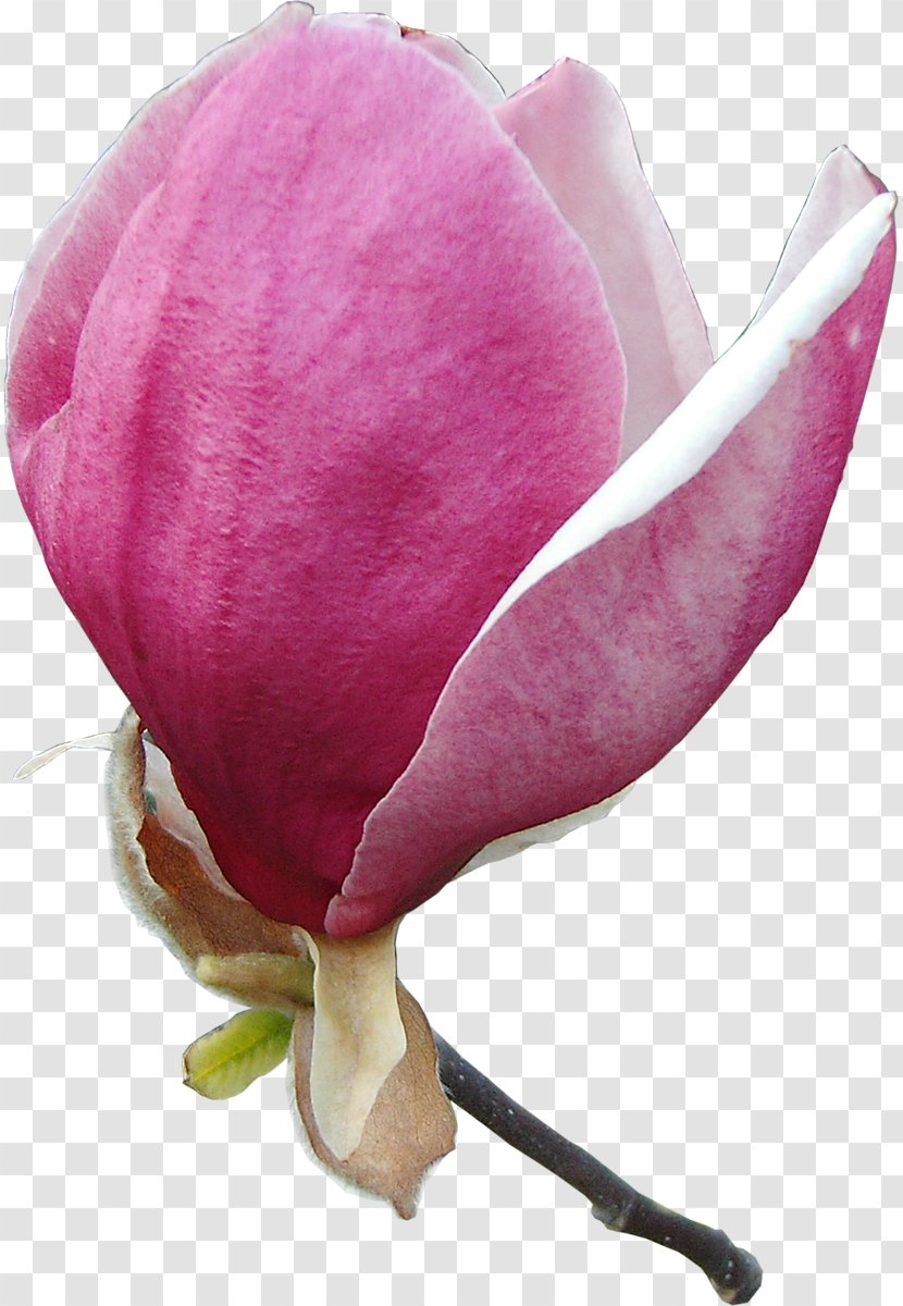 Magnolia Information Clip Art - Symbol - Pink M Transparent PNG