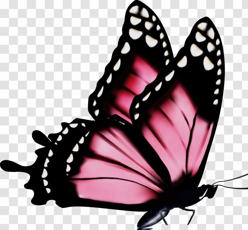 Watercolor Butterfly Background - Pollinator - Lycaenid Fly Transparent PNG